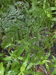 Adiantum formosum