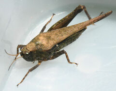 Tettigidea
