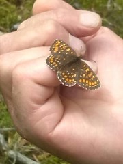 Melitaea athalia