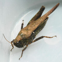 Tettigidea