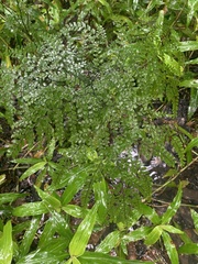 Adiantum formosum