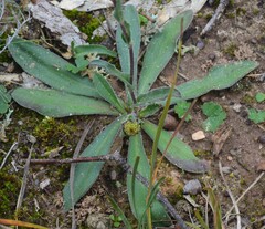 Craspedia variabilis