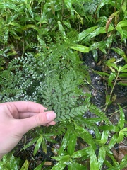 Adiantum formosum