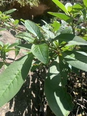 Phytolacca octandra