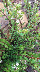 Agathosma ovata