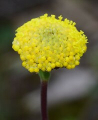 Craspedia variabilis