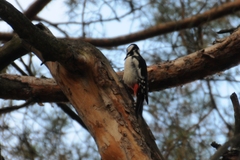 Dendrocopos major