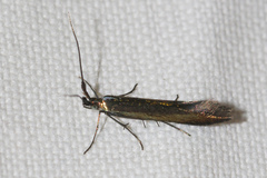 Coleophora deauratella