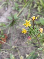 Zaluzianskya divaricata