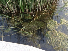 Potamogeton maackianus