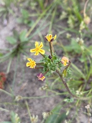 Zaluzianskya divaricata