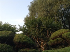 Lagerstroemia subcostata