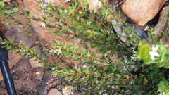 Agathosma ovata