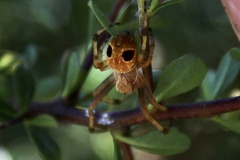 Salsa brisbanae