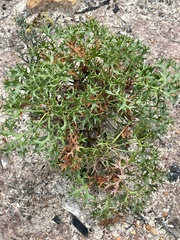 Isopogon ceratophyllus
