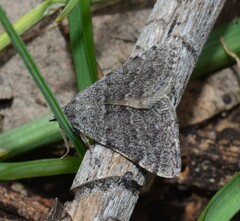Dichromodes indicataria