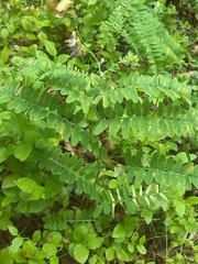 Vicia cassubica