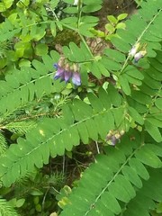 Vicia cassubica