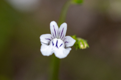 Nemesia diffusa