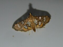 Nausinoe quadrinalis