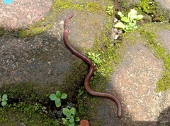 Lumbricus terrestris