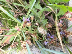 Tripolium pannonicum