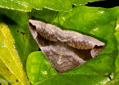 Bastilla amygdalis