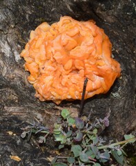 Tremella mesenterica