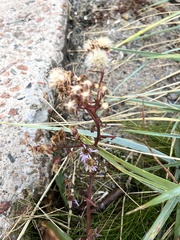 Tripolium pannonicum