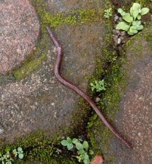Lumbricus terrestris