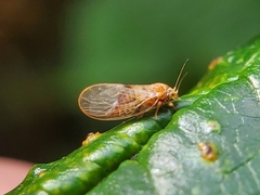 Psyllidae