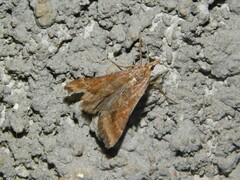 Diasemia monostigma