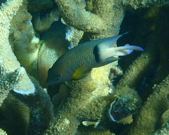 Plectroglyphidodon dickii