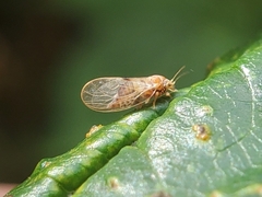 Psyllidae