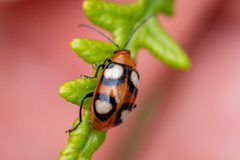 Monolepta bioculata