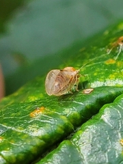 Psyllidae