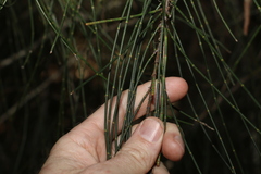 Casuarina cristata