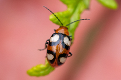 Monolepta bioculata