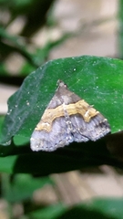 Bertula abjudicalis
