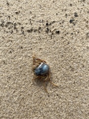 Mictyris longicarpus