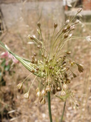 Allium longispathum