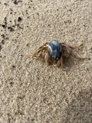 Mictyris longicarpus