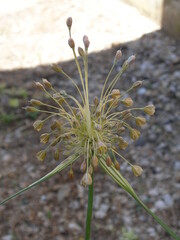 Allium longispathum