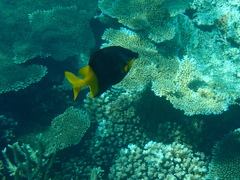 Siganus uspi