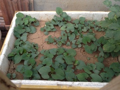 Houttuynia cordata