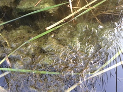 Potamogeton maackianus