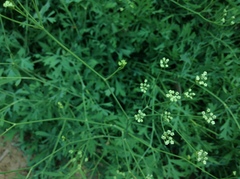 Saposhnikovia divaricata