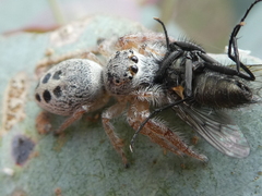 Opisthoncus sexmaculatus