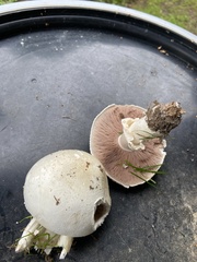 Agaricus arvensis