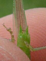 Conocephalus conocephalus